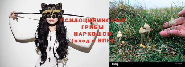 сатива Белокуриха