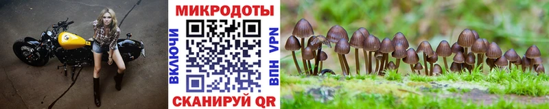 дарк нет наркотические препараты  Всеволожск  Псилоцибиновые грибы GOLDEN TEACHER  KRAKEN зеркало 